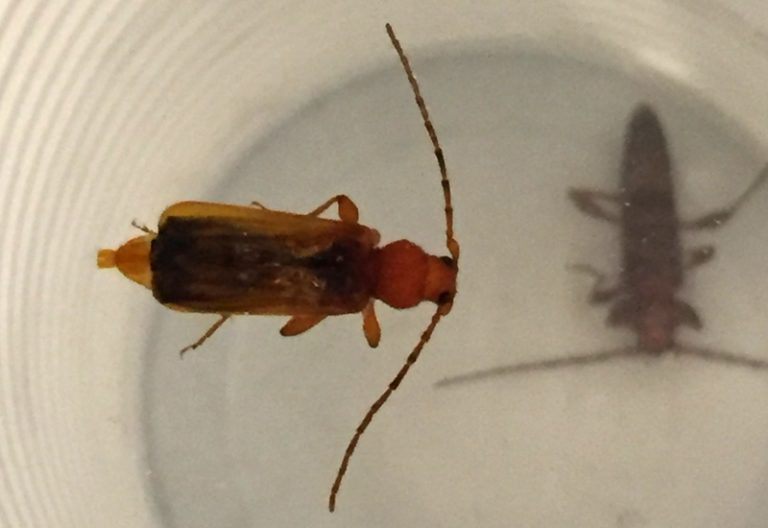 What Do Soldier Beetles Eat? Helpful Facts What's That Bug?