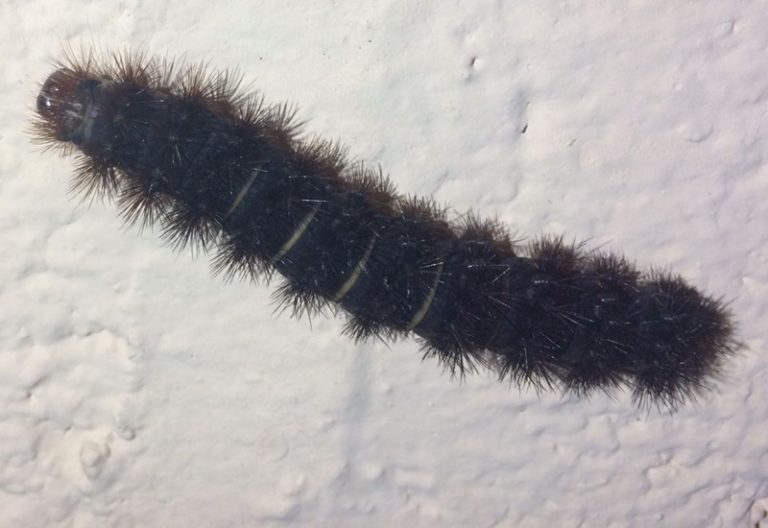 What Do Woolly Bear Caterpillars Eat? Helpful Tips What's That Bug?