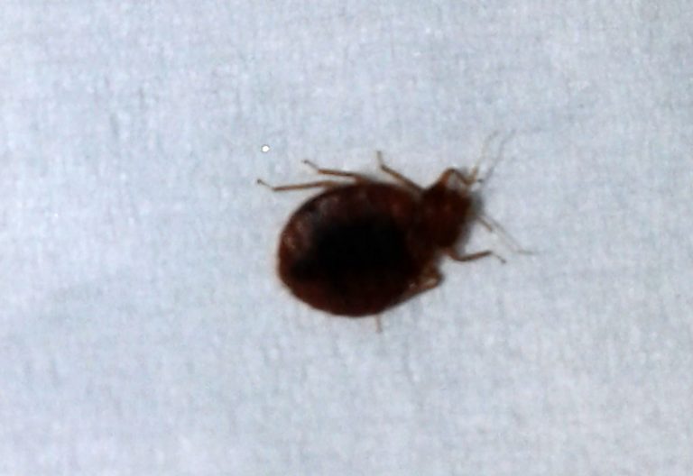 Do Bed Bugs Fly? Debunking a Common Pest Myth What's That Bug?