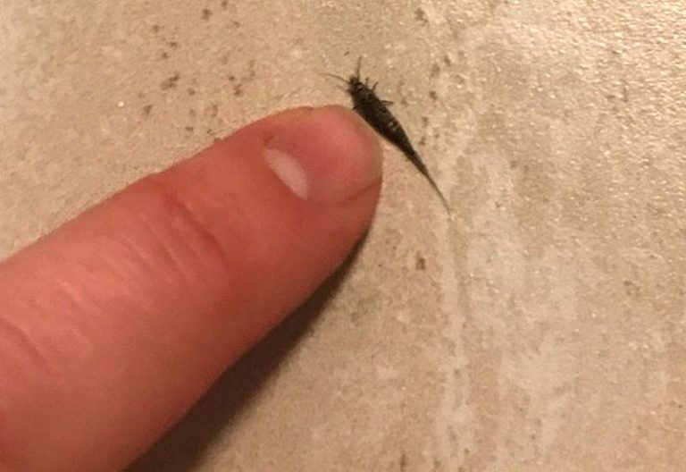 Bristletail All You Need to Know in a Quick Guide What's That Bug?