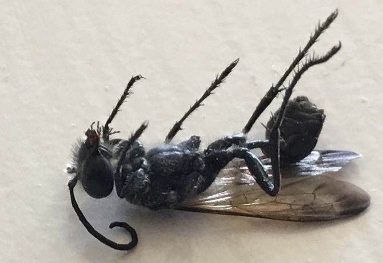 The Ultimate Guide to Grass Carrying Wasps