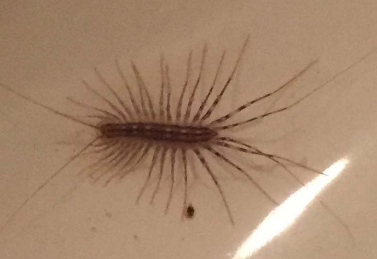 Do House Centipedes Eat Bed Bugs? Surprising Facts You Need To Know