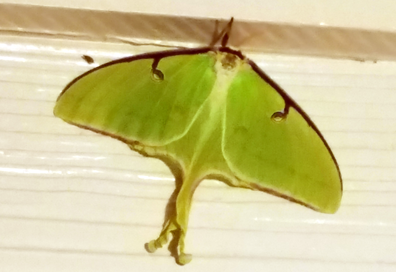Are Luna Moths Poisonous