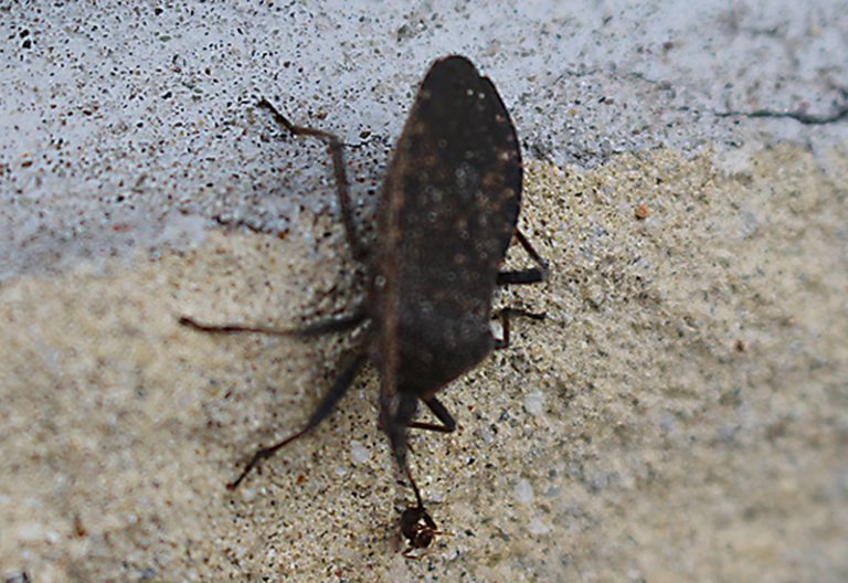 What Eats Squash Bugs Discover Their Natural Predators What's That Bug?