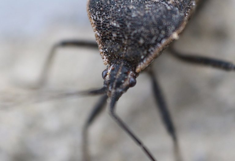 What Eats Squash Bugs Discover Their Natural Predators What's That Bug?