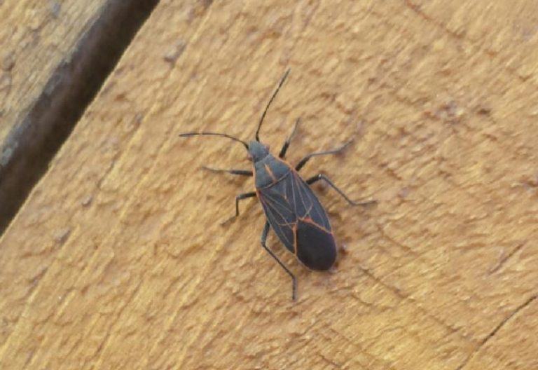 Natural Boxelder Bug Predators Revealed & Detailed