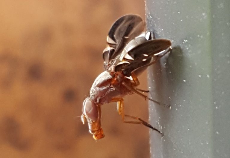 Do PictureWinged Flies Bite? 1 Answer What's That Bug?