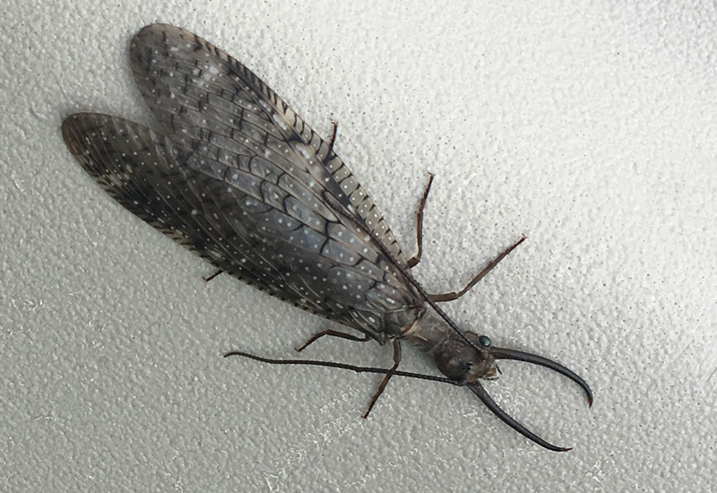 Understanding the dobsonfly, an uncommon aquatic insect