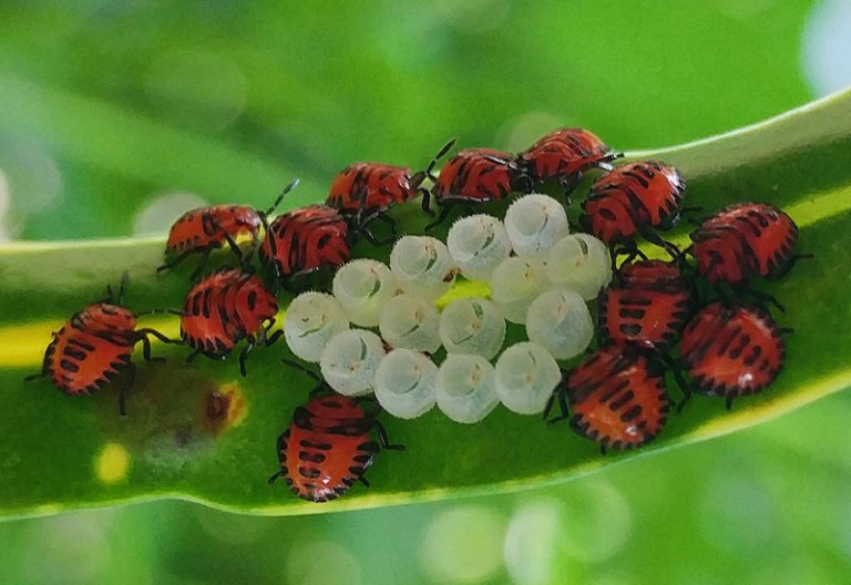 Stink Bug Hatchlings What's That Bug?