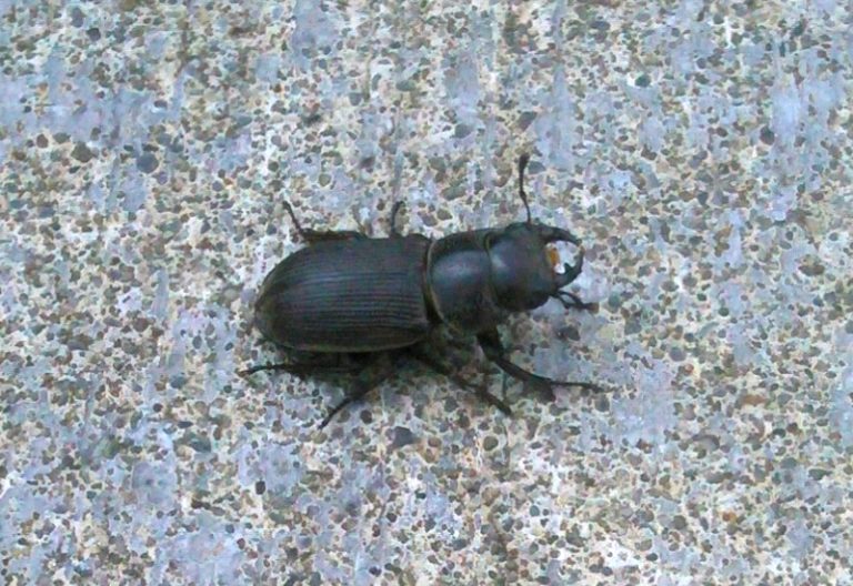 Stag Beetle Bite What Should You Do? What's That Bug?