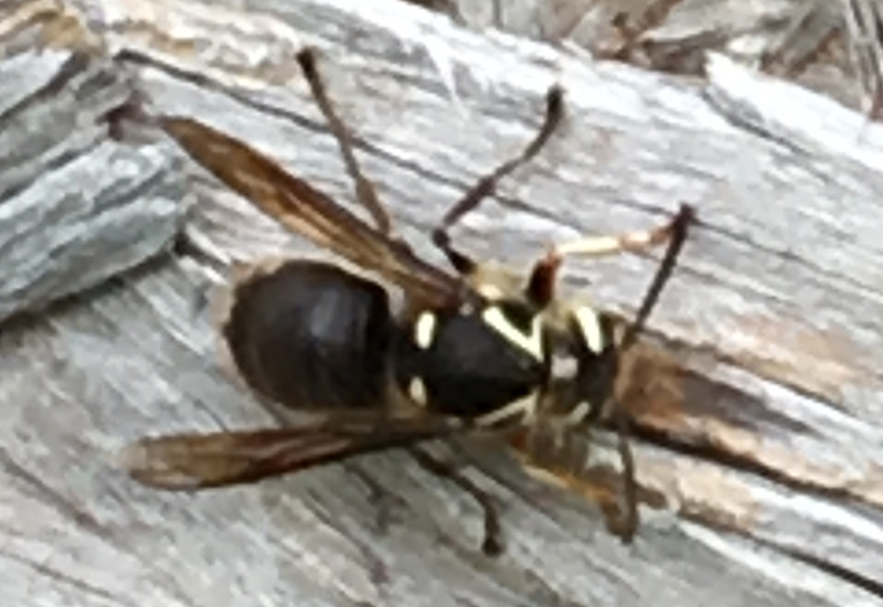 Bald Faced Sting Essential Facts And Remedies What's That Bug?