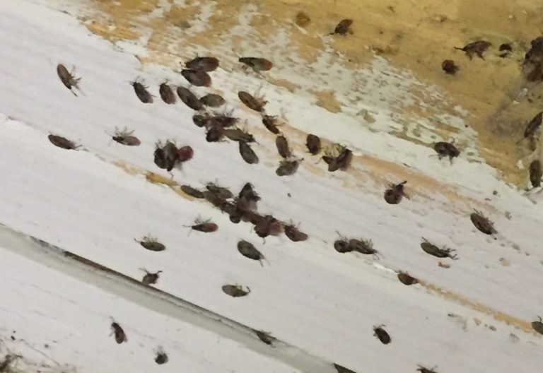 How To Get Rid Of Elm Seed Bug? Helpful Tips. What's That Bug?
