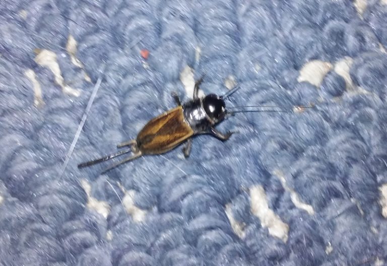 How Many Legs Do Crickets Have? A Quick Guide to Insect Anatomy What