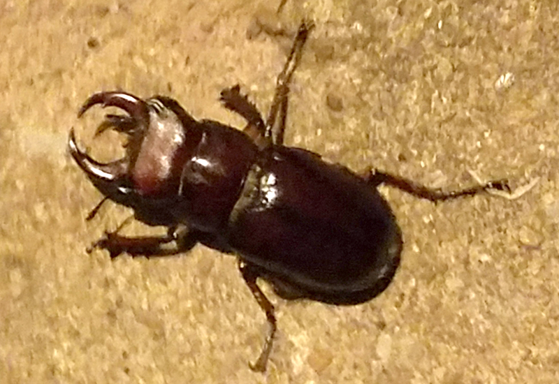 Reddish Brown Stag Beetle - What's That Bug?