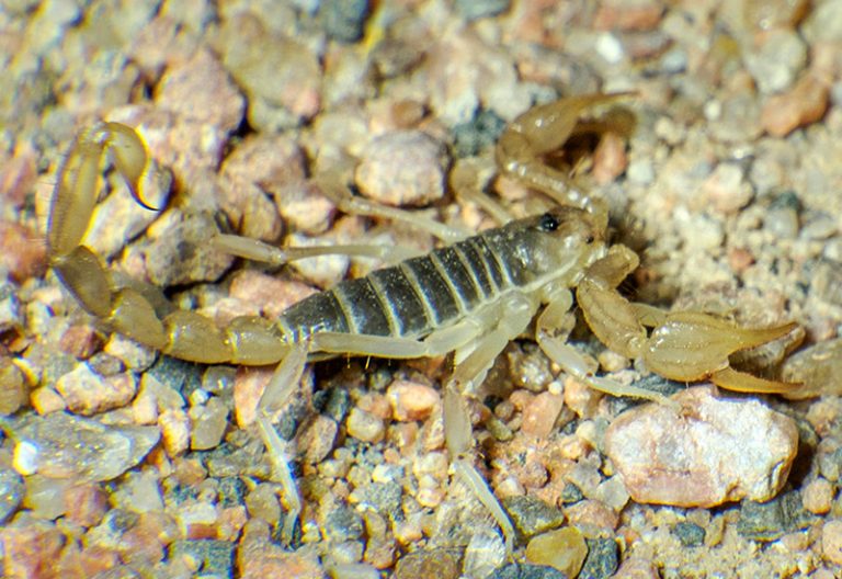 Do Scorpions Have the Ability to Climb Walls? Uncovering the Facts