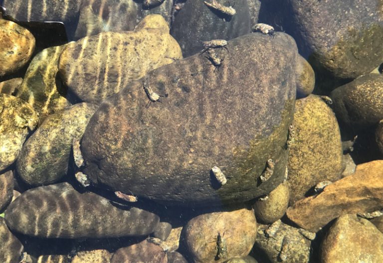 What Do Caddisflies Eat? Unveiling their Surprising Diet What's That Bug?