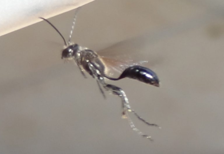 The Ultimate Guide to Grass Carrying Wasps