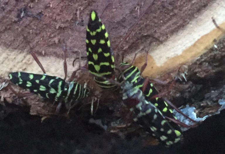 Mesquite Borer All You Need to Know in a Nutshell What's That Bug?