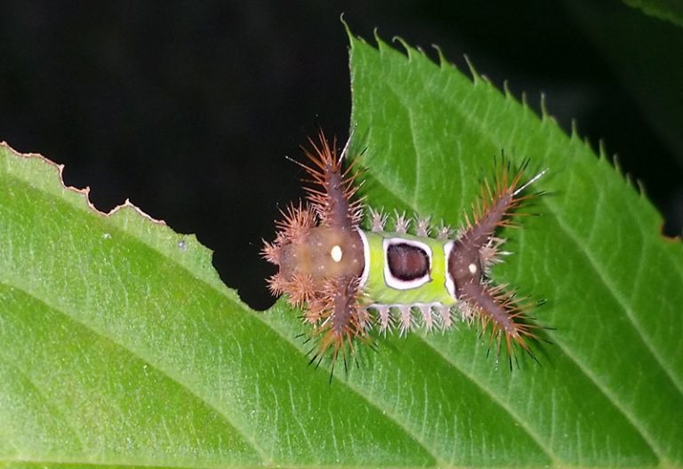Saddleback Caterpillar Essential Facts and Tips What's That Bug?