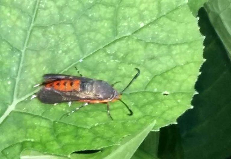 Signs of Squash Vine Borer Detect Early and Save Your Crops What's