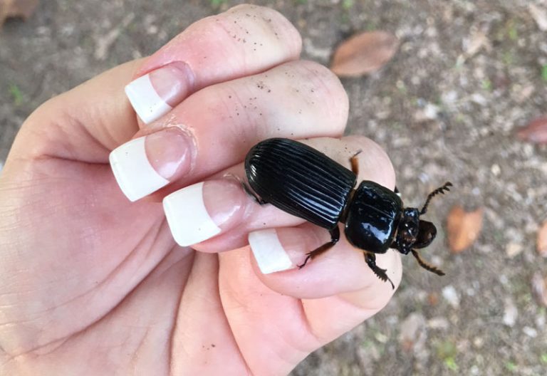 Do Bess Beetles Bite? Uncovering the Truth About These Insects What's