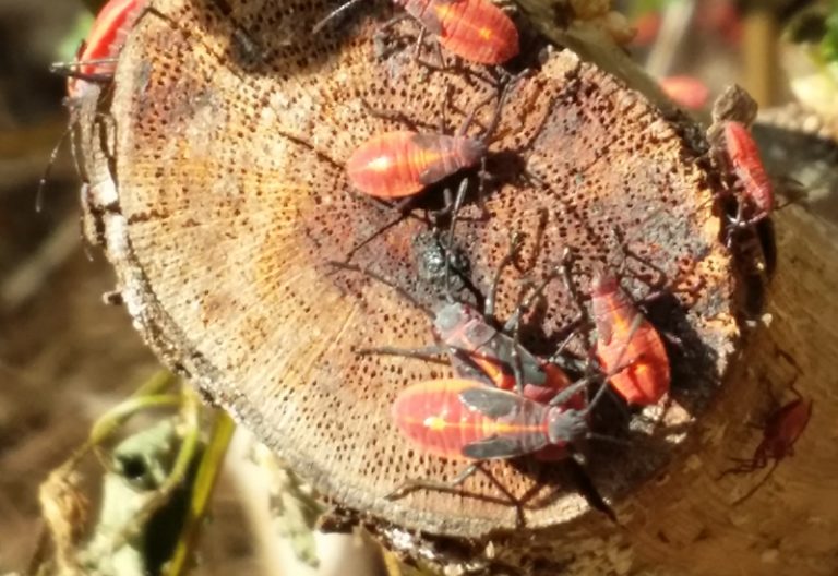 What Do Boxelder Bugs Eat A Friendly Guide to Their Diet What's That Bug?