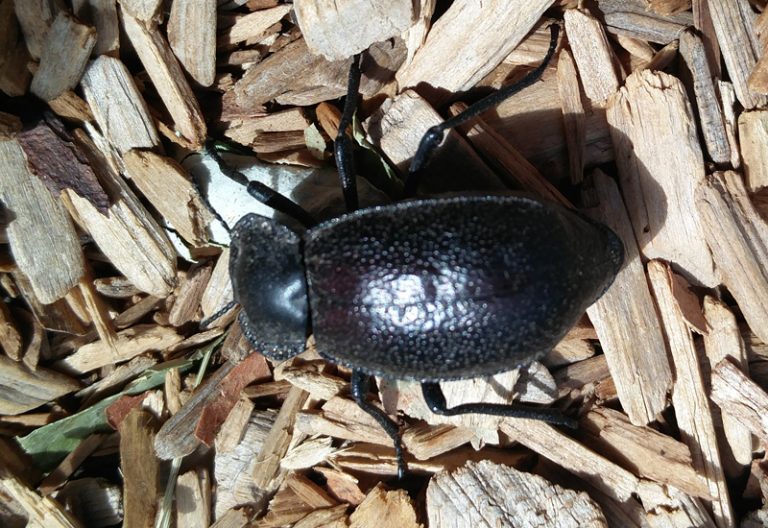 Darkling Beetle What's That Bug?