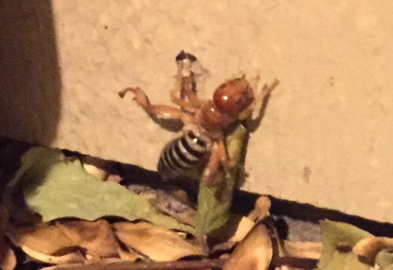 Potato Bug from Washington What's That Bug?