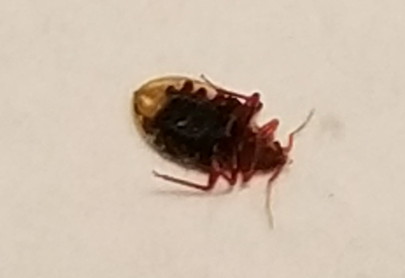 can bed bugs travel through clothes