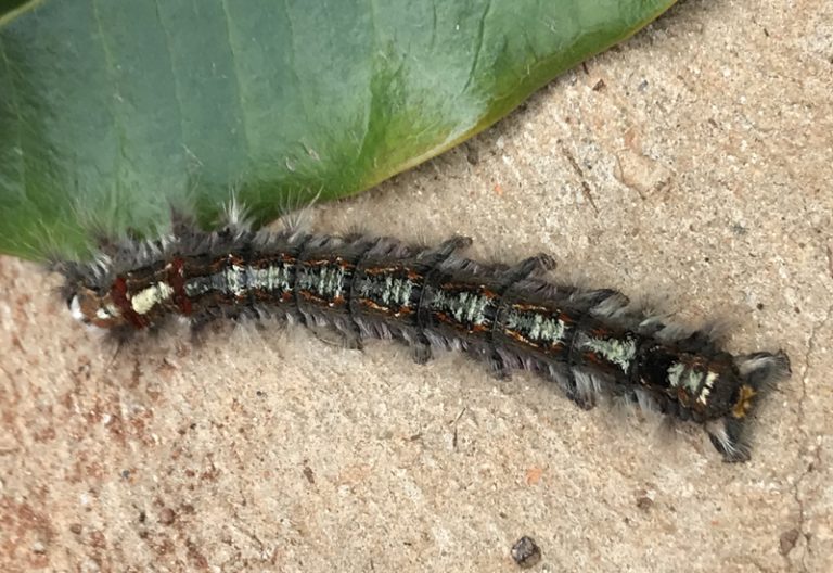 Cape Lappet Moth Caterpillar from South Africa What's That Bug?