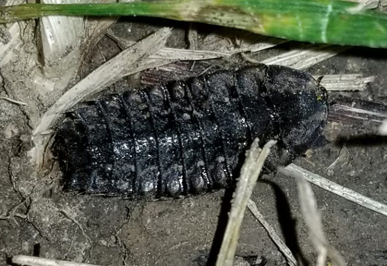 Lightning Bug vs Firefly Unveiling the Mystery Behind the Glow What