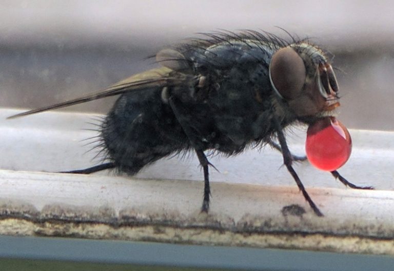 Do Flies Throw up When They Land on You? What's That Bug?