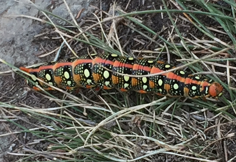 Can Chameleons Eat Hornworms? Shocking Truth! - What's That Bug?