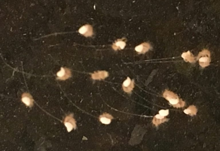 Lacewing Eggs How To Release Lacewings In Your Garden? What's That Bug?