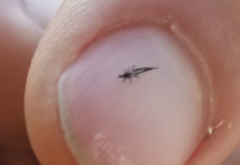 Tiny Orange Bugs That Bite Might Be Thrips What's That Bug?