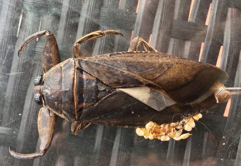 ToeBiter in postMaria Puerto Rico What's That Bug?