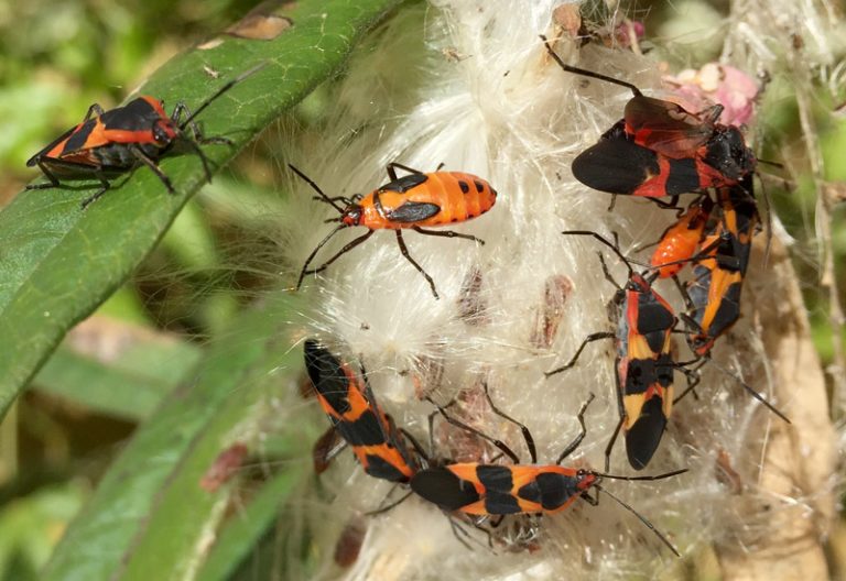 Milkweed Bug vs Boxelder Bug Exploring Key Differences