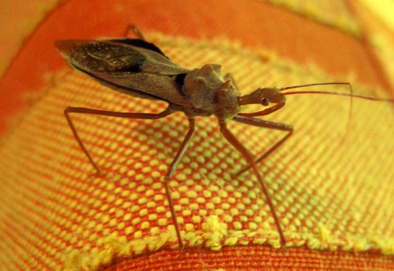 What Do Assassin Bugs Eat? Are They Beneficial Predators? What's That