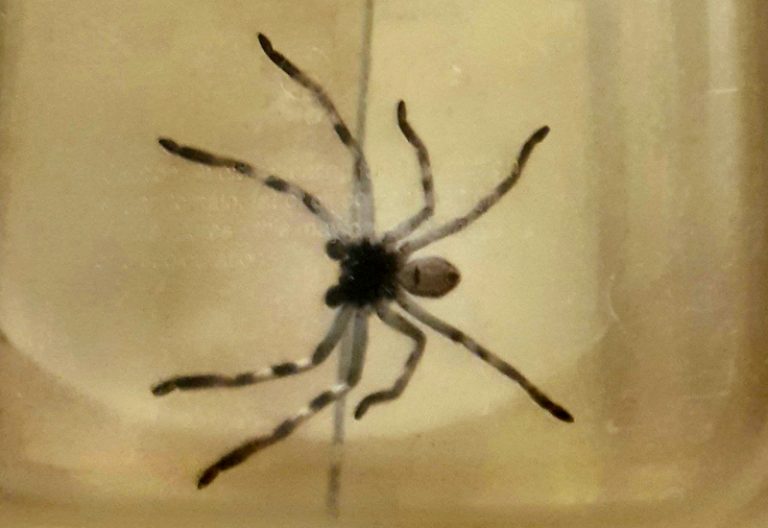 Are Huntsman Spiders Friendly? Can You Keep Them In Your House? What
