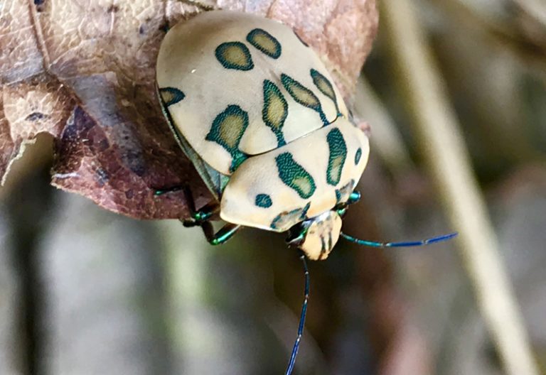 Shield Bug from Costa Rica What's That Bug?