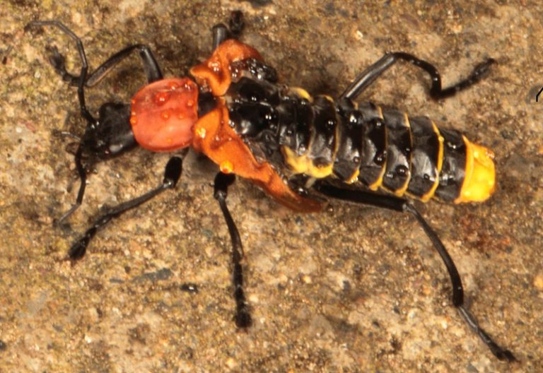 The Ultimate Guide to Soldier Beetles Identification and Facts