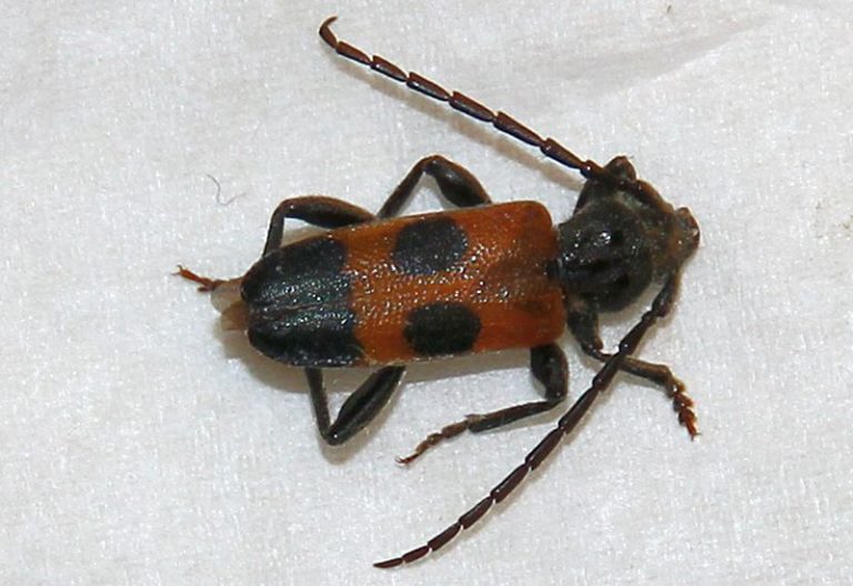 Cedar Tree Borer What's That Bug?