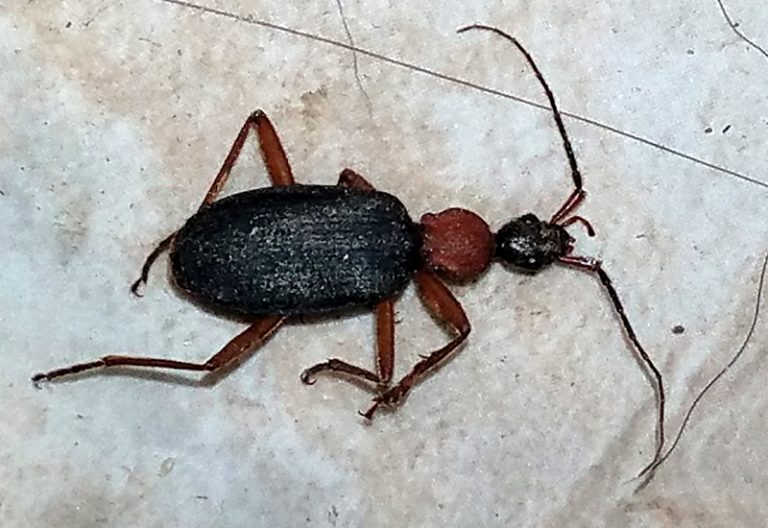 Are False Bombardier Beetles Dangerous to Humans? Uncovering the Truth