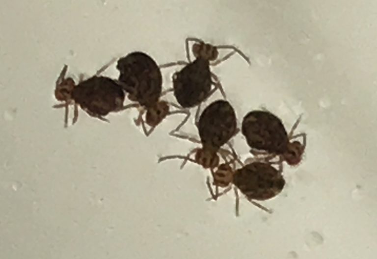 What Eats Springtails What s That Bug what-eats-springtails-the-enemies-of-springtails-revealed-what-s