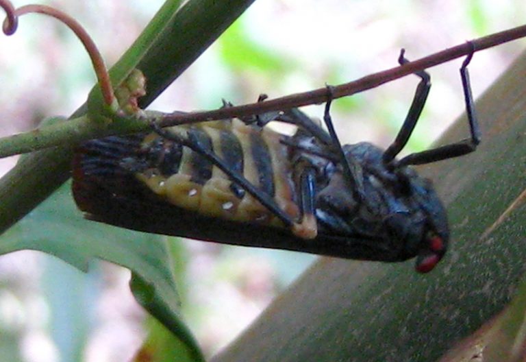Planthopper vs Leafhopper Key Differences and Identification Tips