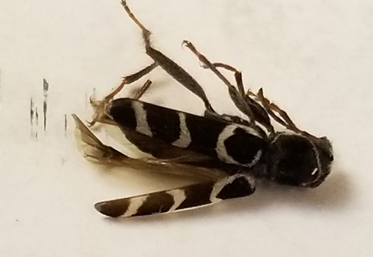 What Does the Emerald Ash Borer Look Like? A Quick Identification Guide