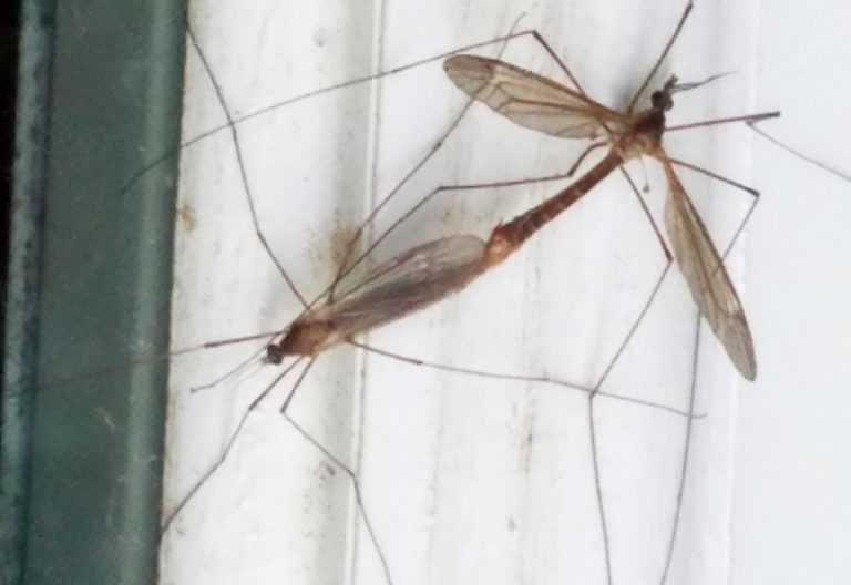 mating-crane-flies-what-s-that-bug