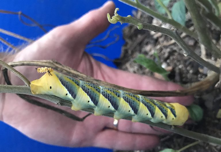 Death's Head Hawkmoth Caterpillar from South Africa What's That Bug?