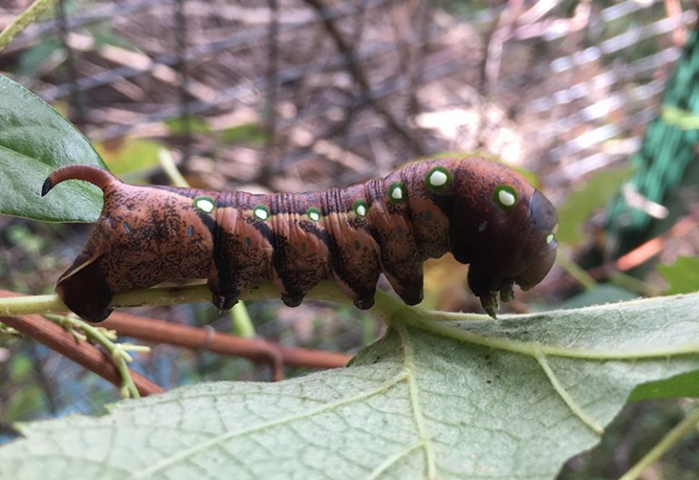 The Metamorphosis of Hornworms What Do They