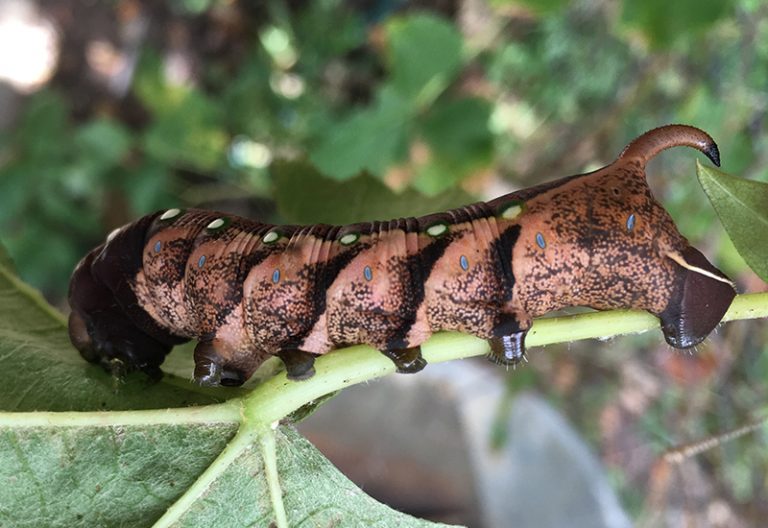 The Metamorphosis of Hornworms What Do They